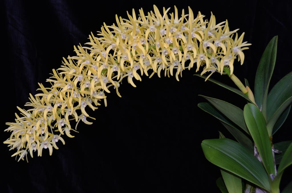 Dendrobium speciosum var. boreale - photo 2