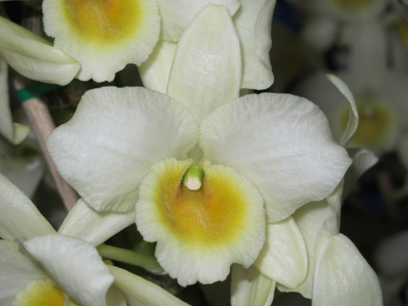 Den Buderim Moonlight