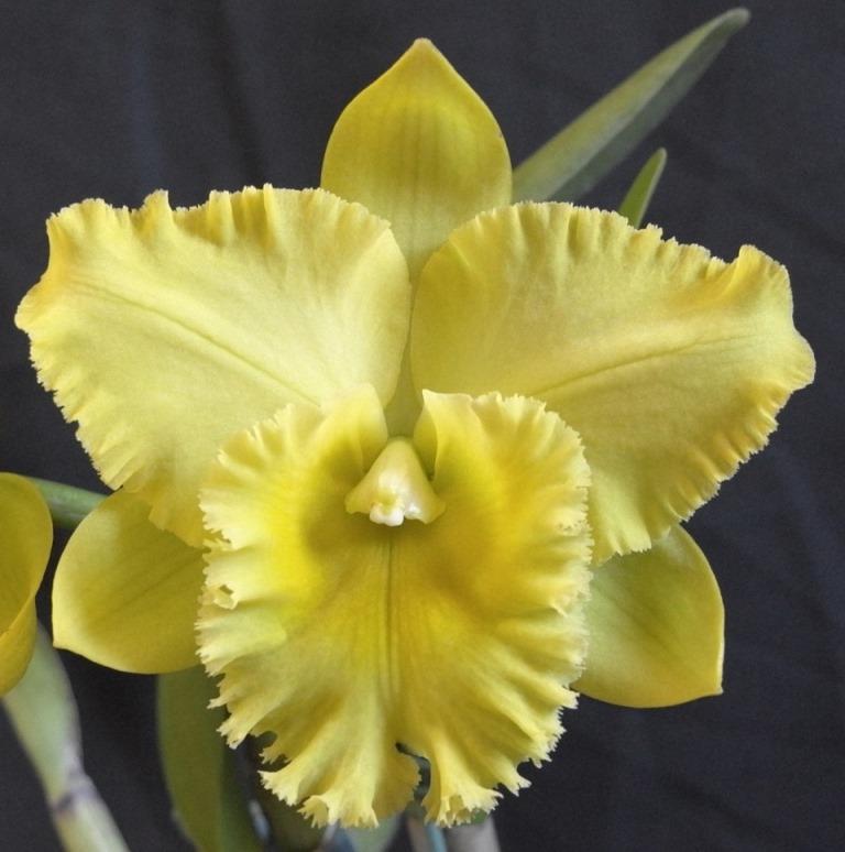 Rlc Karen's Sunrise