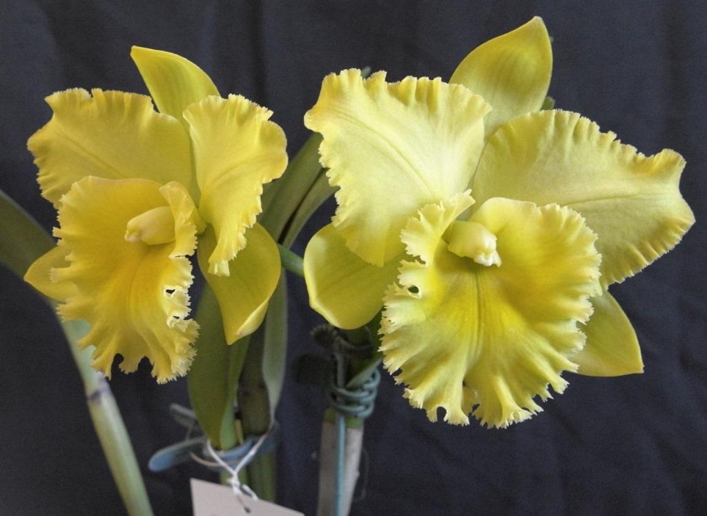 Rhyncholaeliocattleya Karen's Sunrise - photo 2