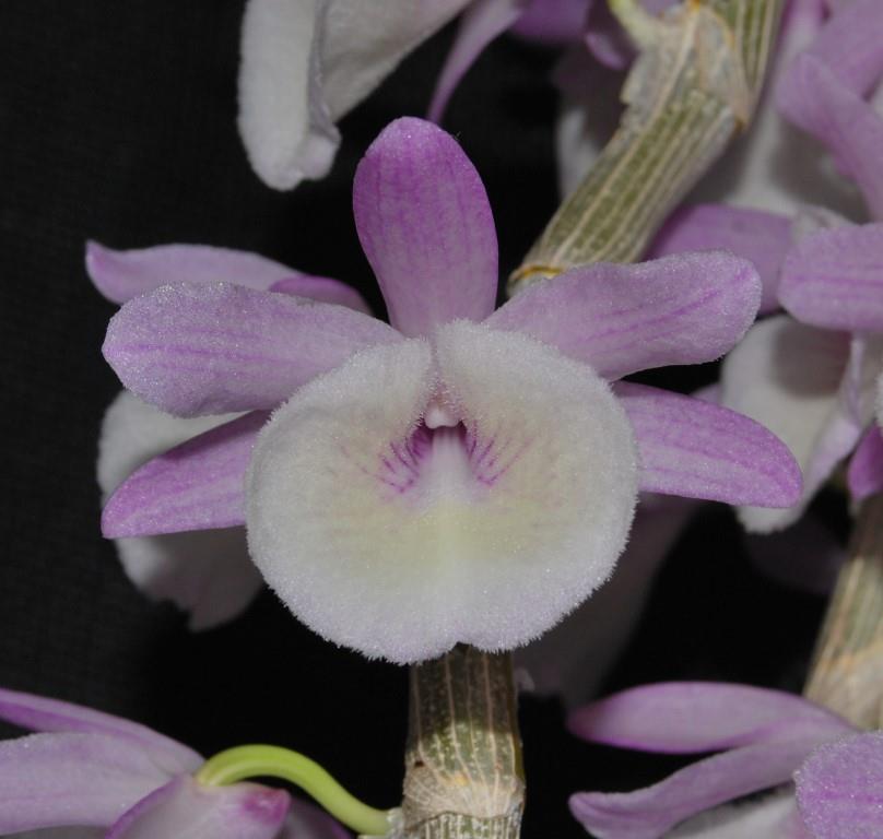 Dendrobium polyanthum