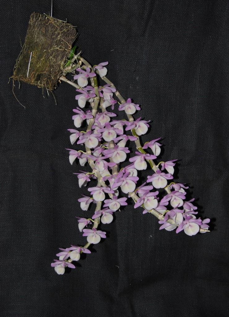 Dendrobium polyanthum - photo 2