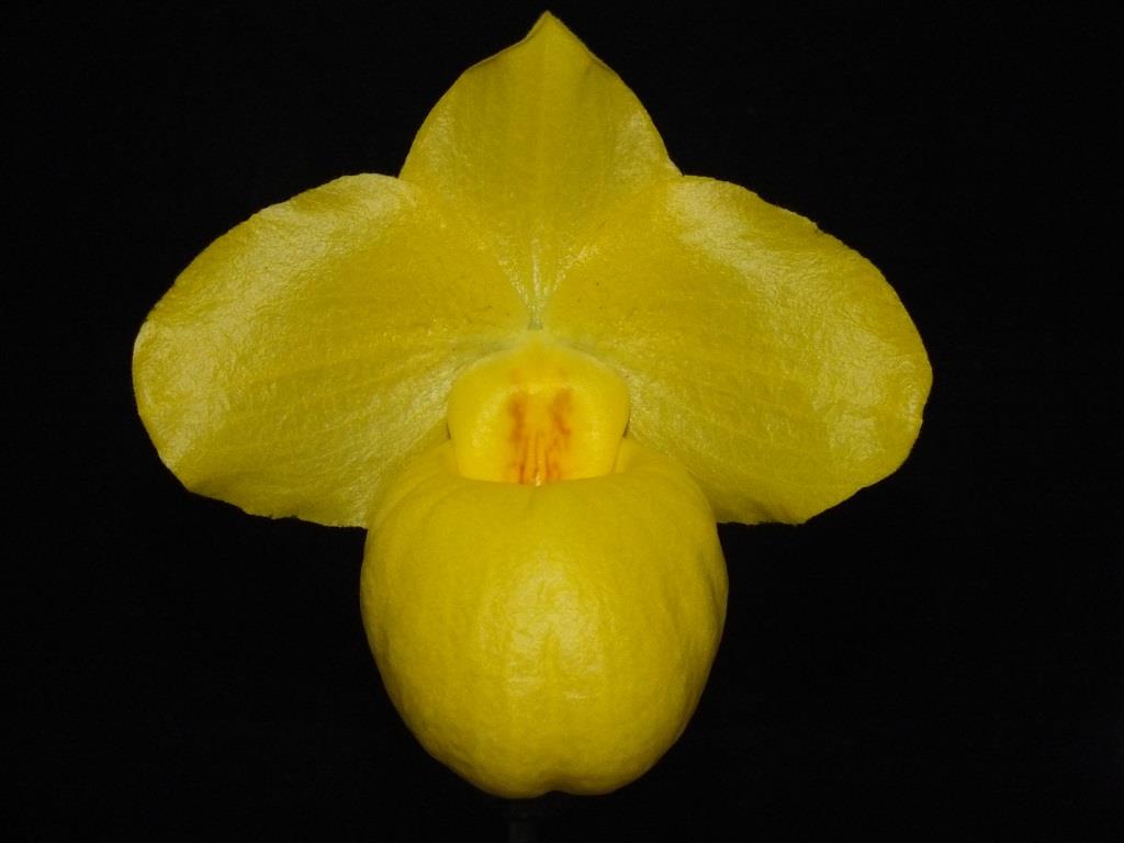 Paphiopedilum armeniacum