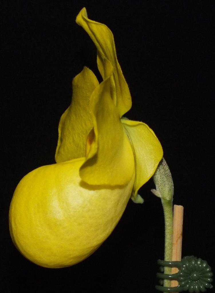 Paphiopedilum armeniacum - photo 2