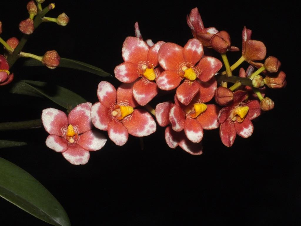 Sarcochilus Alchemy - photo 2