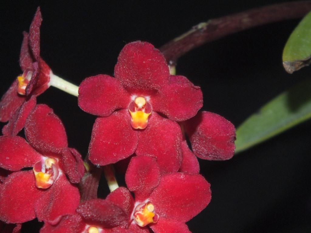 Sarco Kulnura Fireball