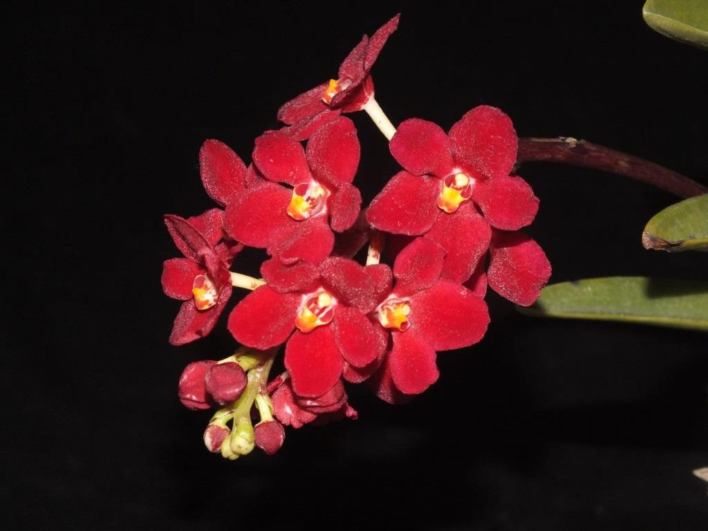 Sarcochilus Kulnura Fireball - photo 2