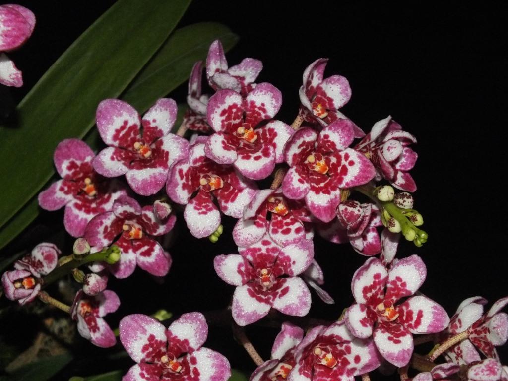 Sarcochilus Kulnura Gifted - photo 2