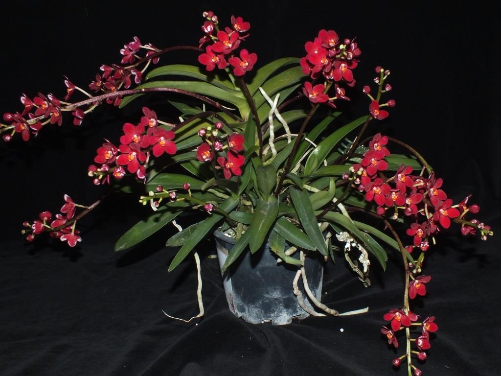 Sarcochilus HIghfields - photo 2