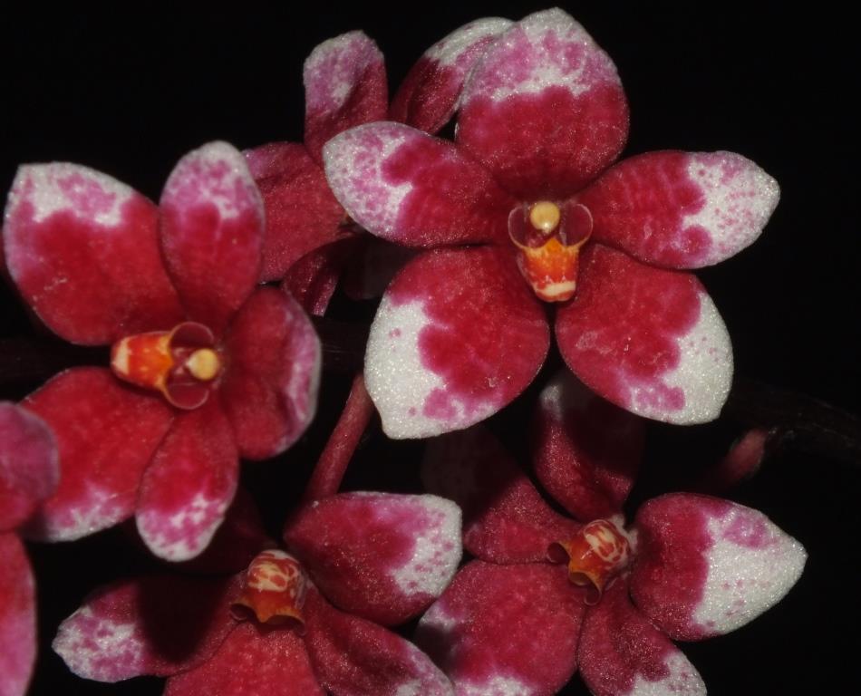 Sarco Kulnura Honeydew