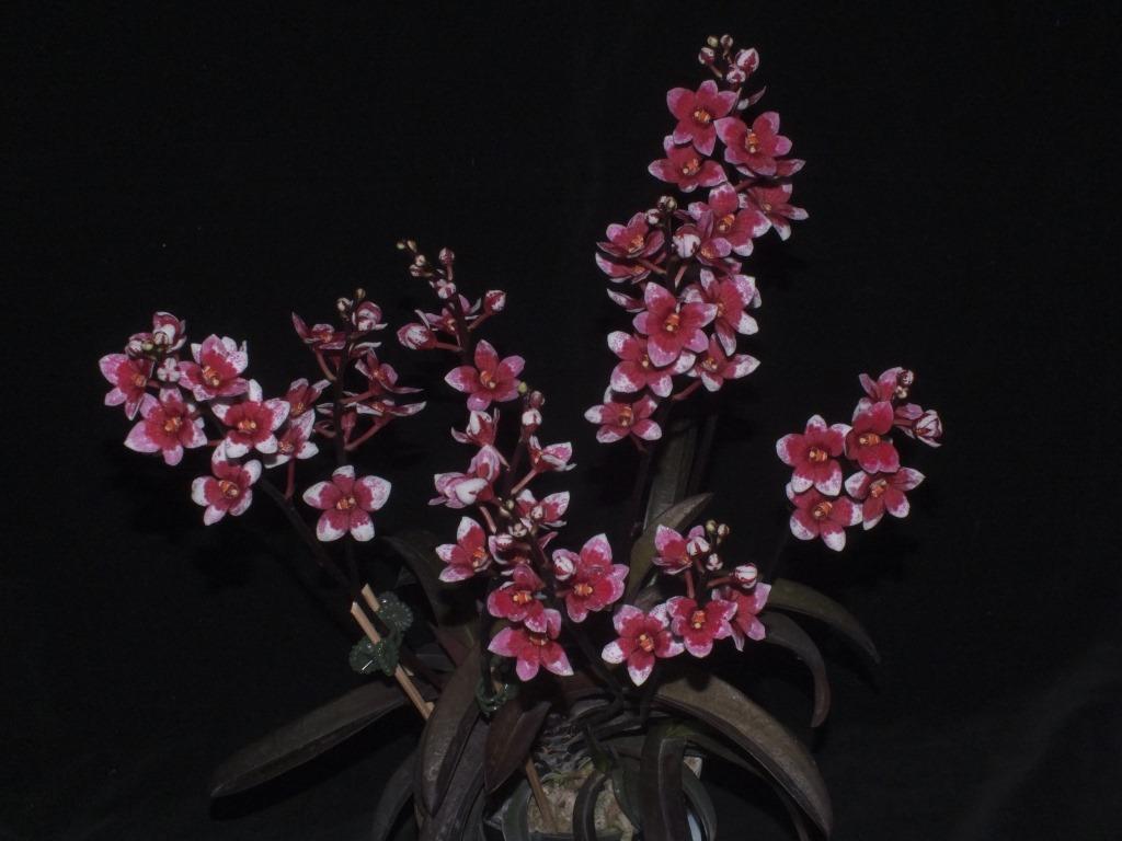 Sarcochilus Kulnura Honeydew - photo 2