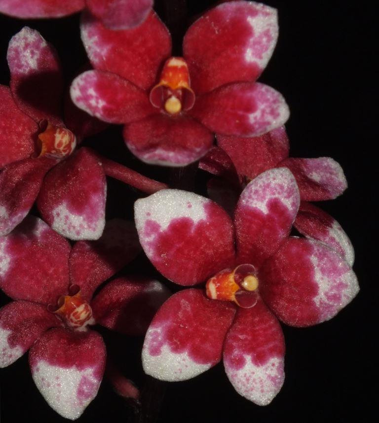 Sarco Kulnura Honeydew