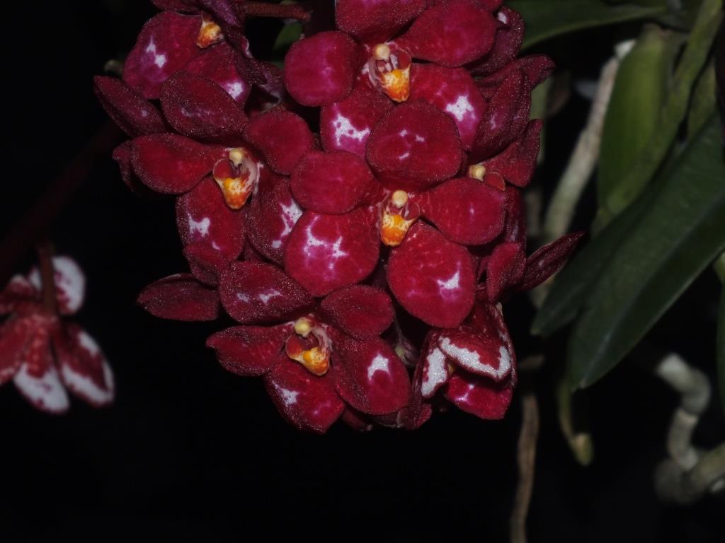 Sarco Kulnura Sanctuary