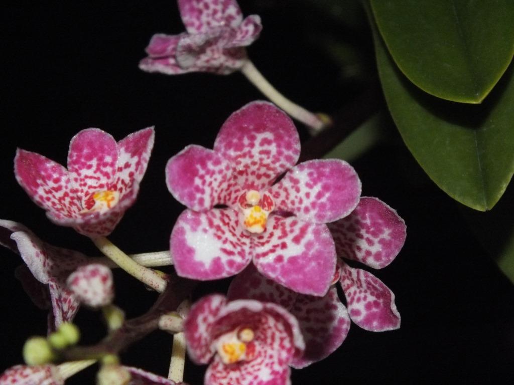 Sarco Kulnura Secure