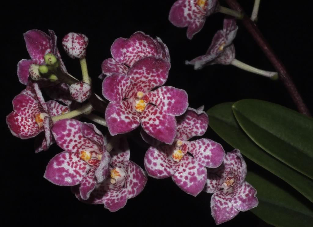 Sarco Kulnura Secure