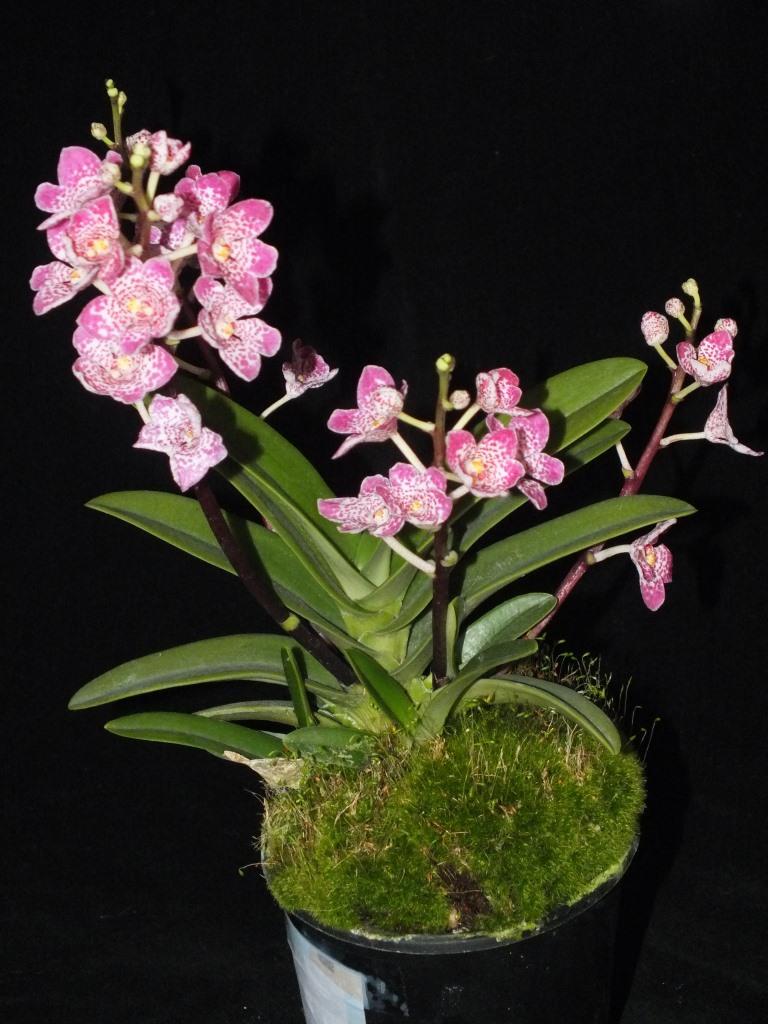 Sarcochilus Kulnura Secure - photo 2