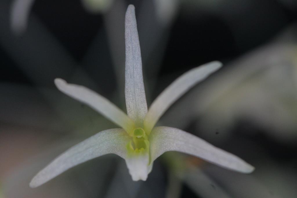 Dendrobium chordiforme - photo 2
