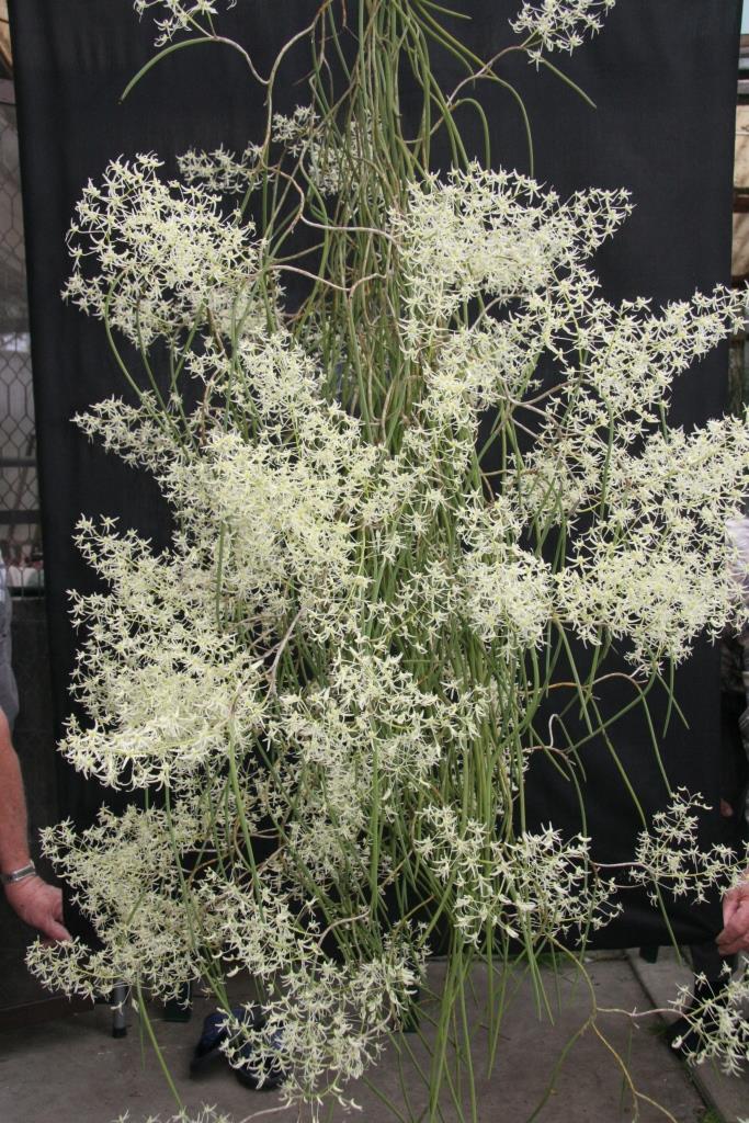 Dendrobium chordiforme