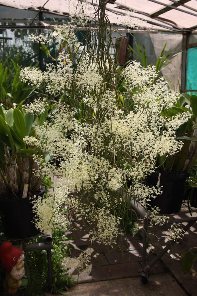 Dendrobium chordiforme - photo 2