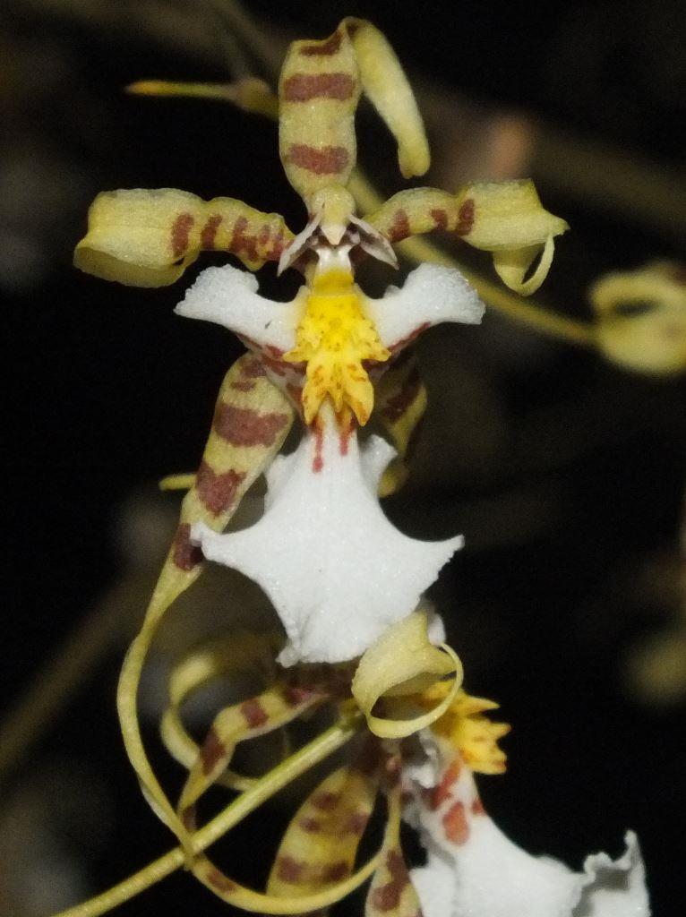 Miltonia phymatochila
