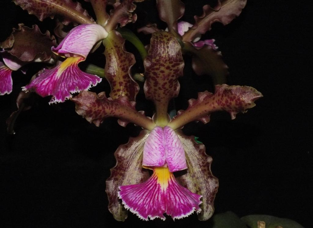 Cattleya schilleriana
