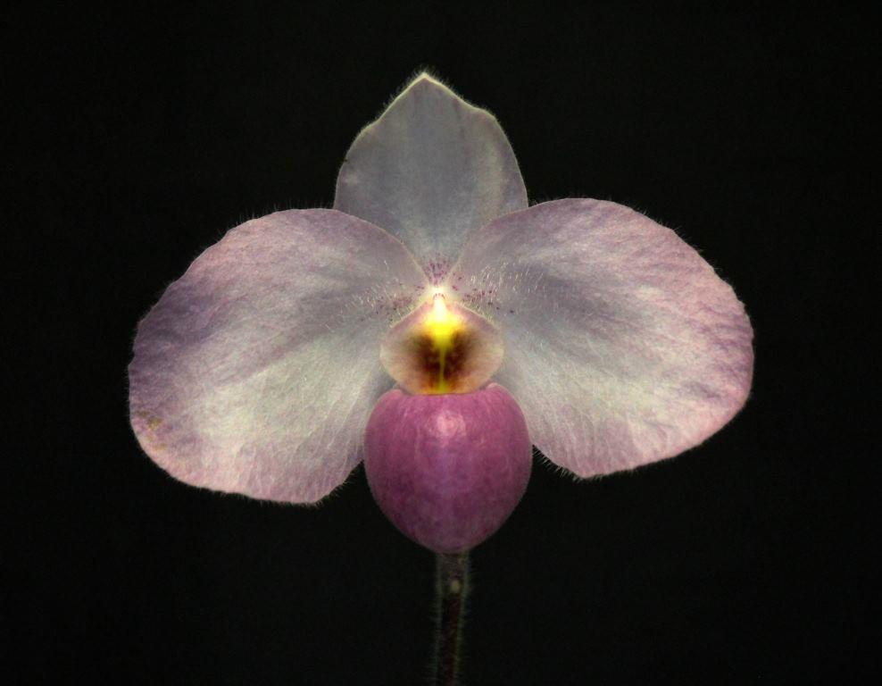 Paph Ho Chi Minh
