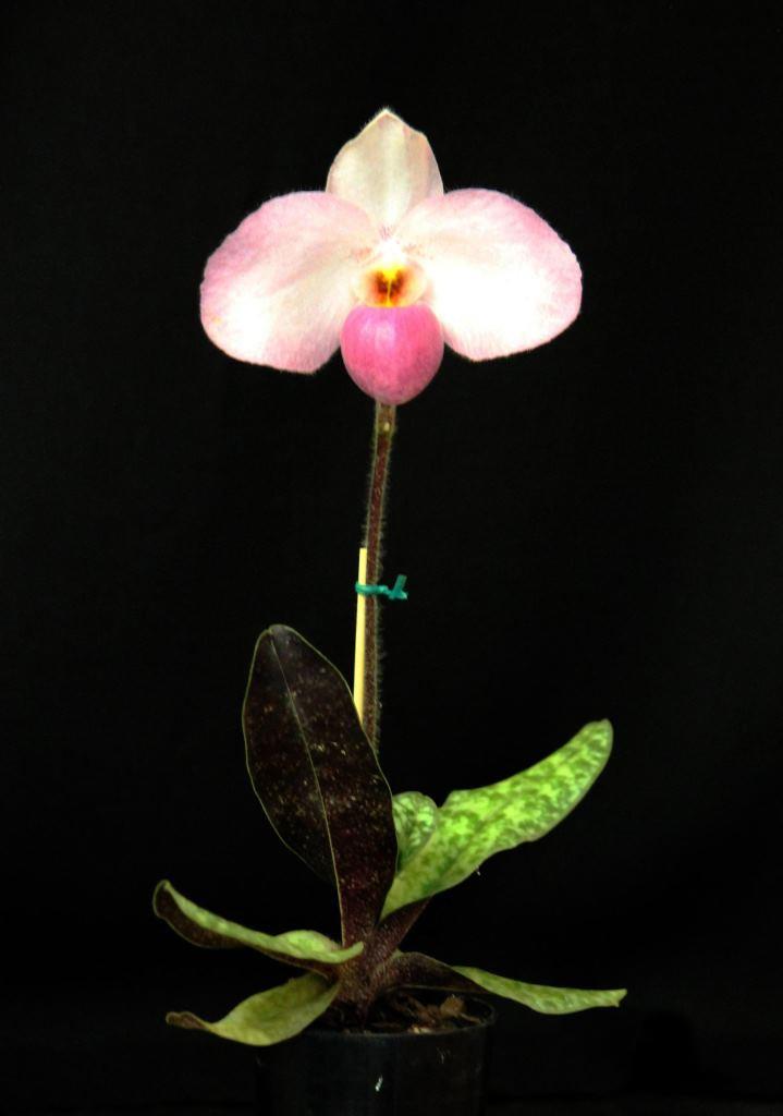 Paphiopedilum Ho Chi Minh - photo 2