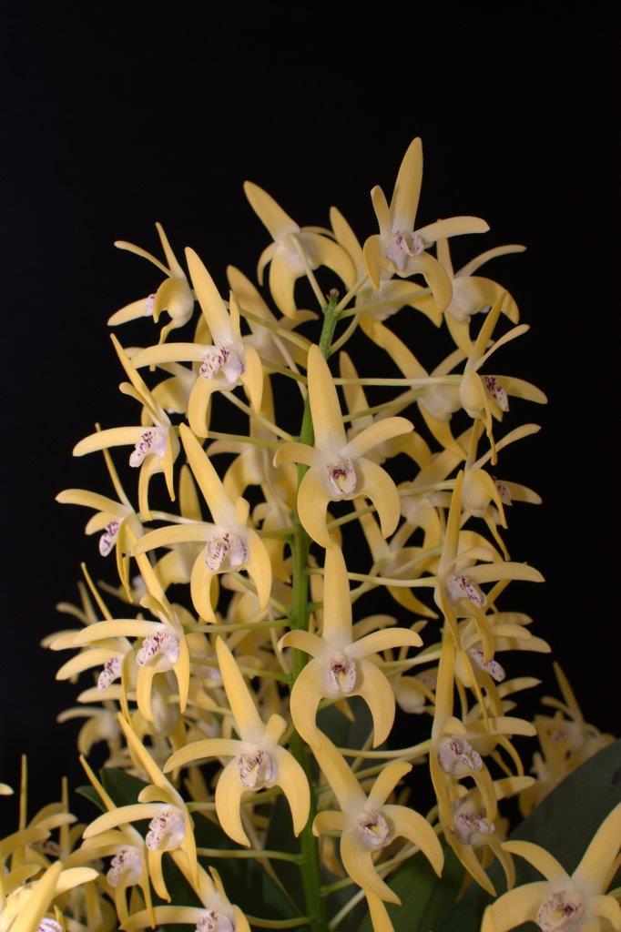 Dendrobium Dunokayla - photo 2