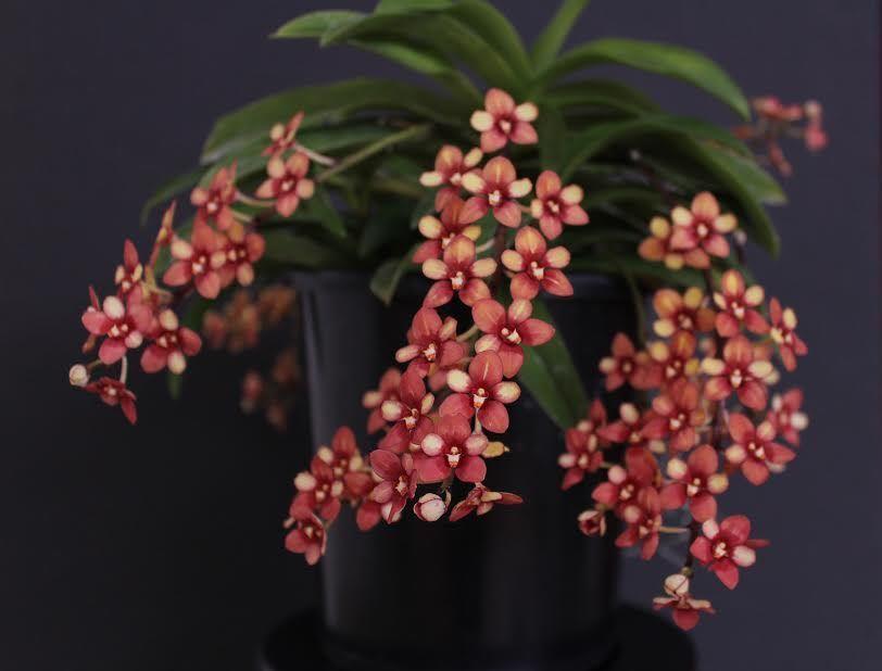 Plchs Jester - photo 2