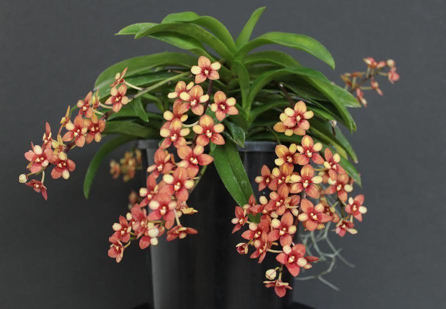 Plchs Jester - HCC/AOC