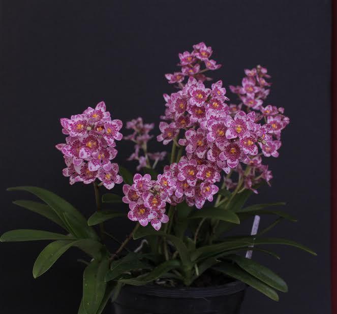 Sarcochilus Sweetheart - photo 2