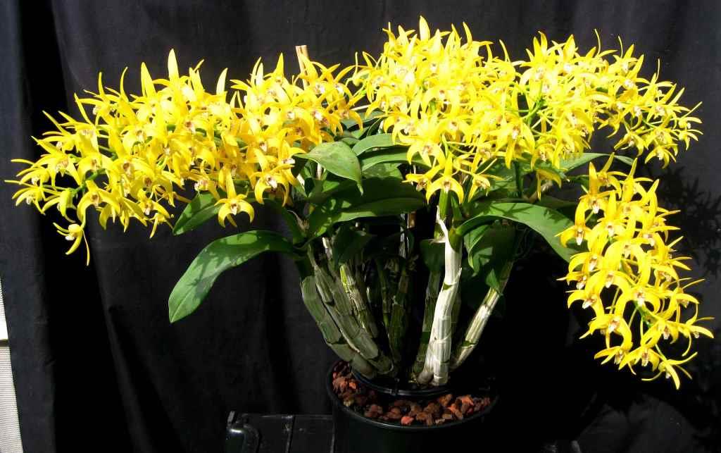 Dendrobium Avril's Gold - photo 2