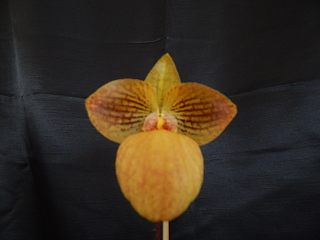 Paph Fum's Delight
