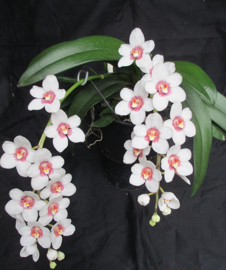 Sarcochilus Judith - photo 2