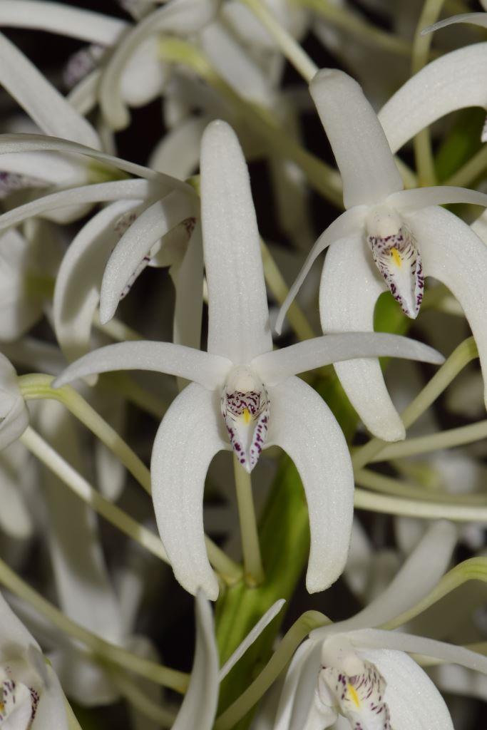 Dendrobium speciosum var. speciosum
