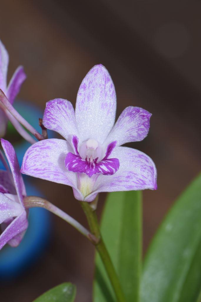 Dendrobium kingianum