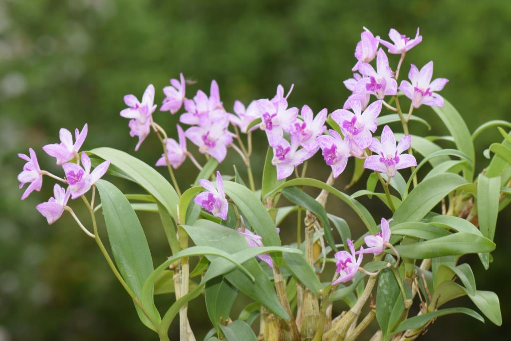 Dendrobium kingianum var. pulcherrimum - photo 2