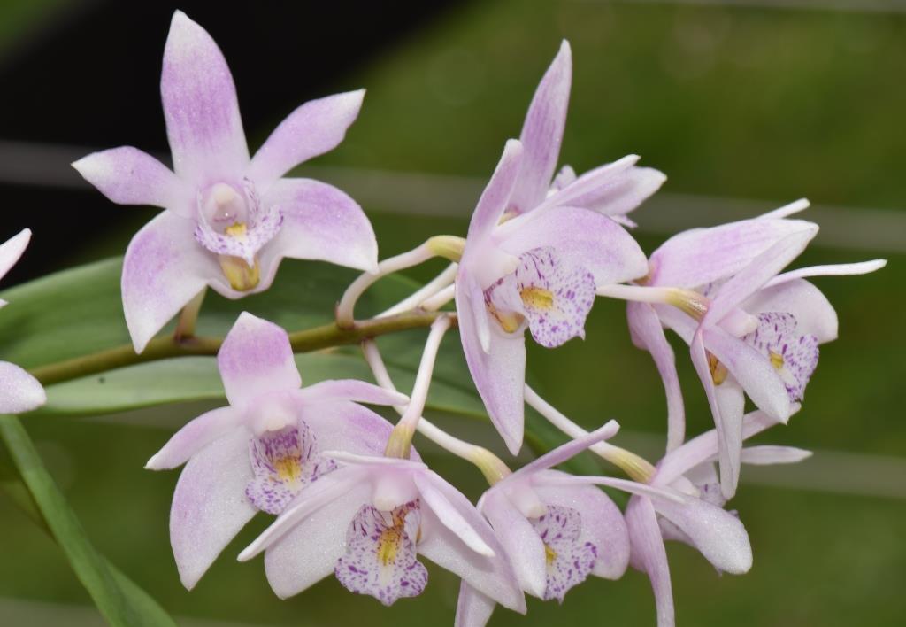 Dendrobium Yarra Moon - photo 2