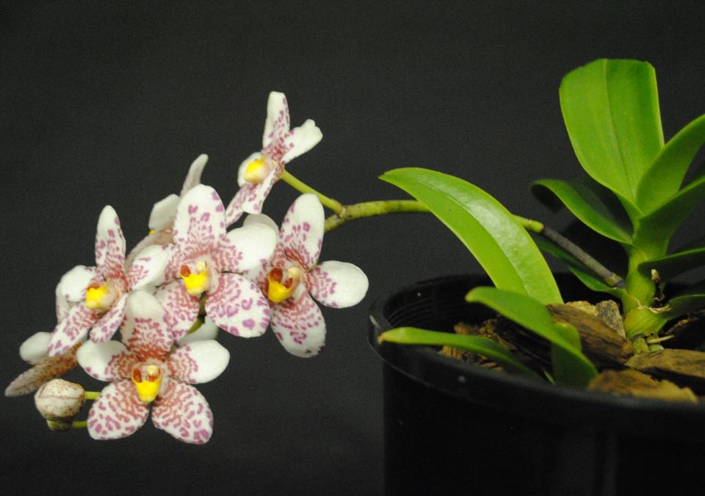 Sarcochilus Fizzy Melody - photo 2