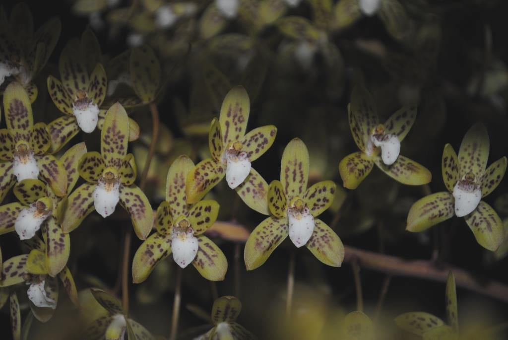 Cymbidium canaliculatum