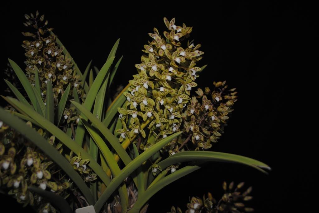 Cymbidium canaliculatum - photo 2