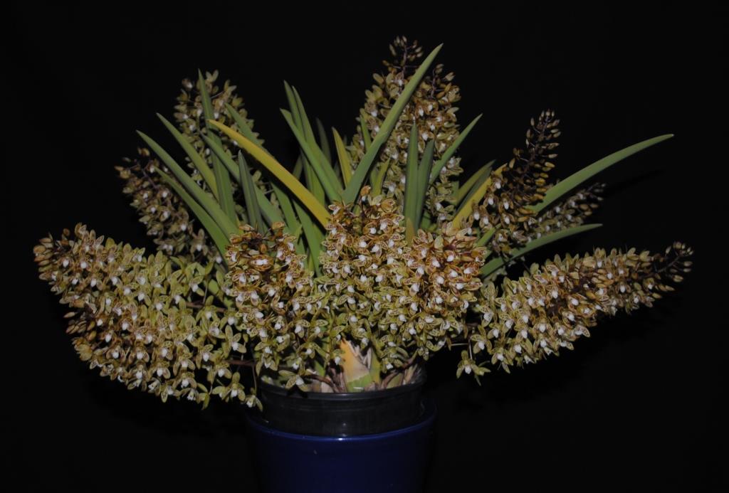 Cymbidium canaliculatum