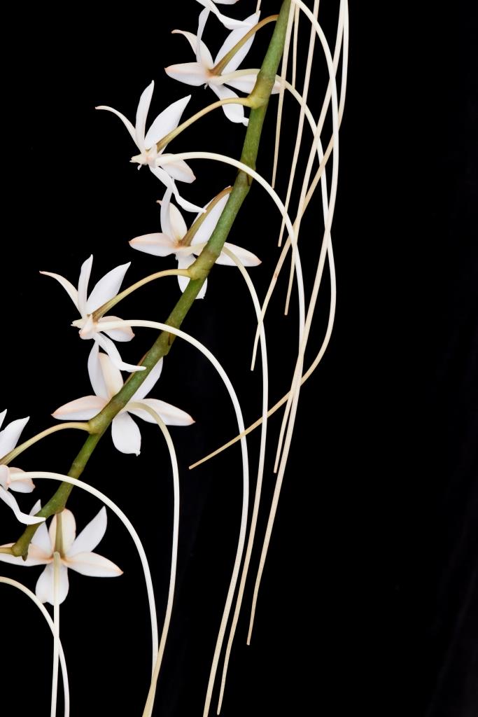 Aerangis ellisii