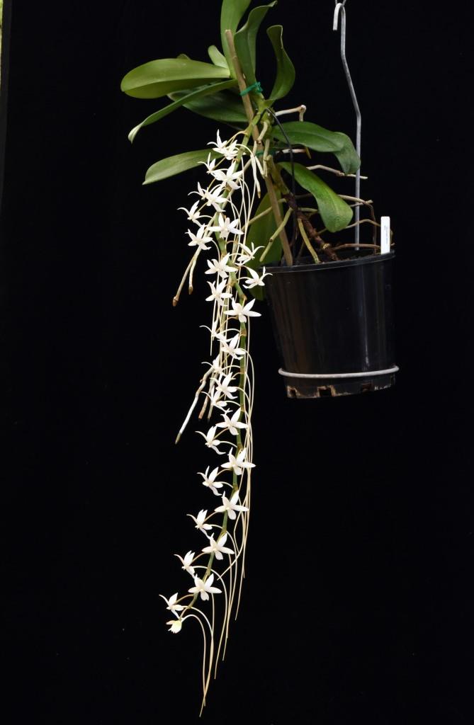 Aerangis ellisii - photo 2