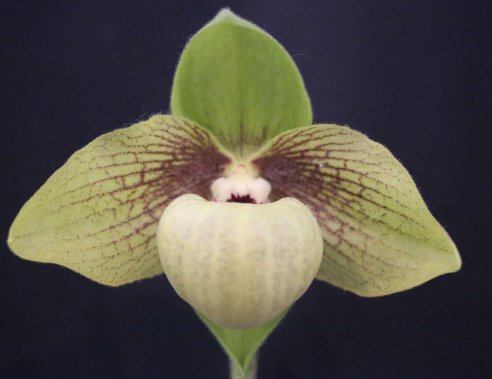 Paph Shun-Fa Golden