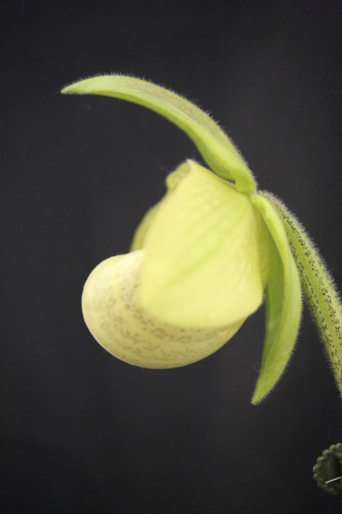 Paphiopedilum Shun-Fa Golden - photo 2