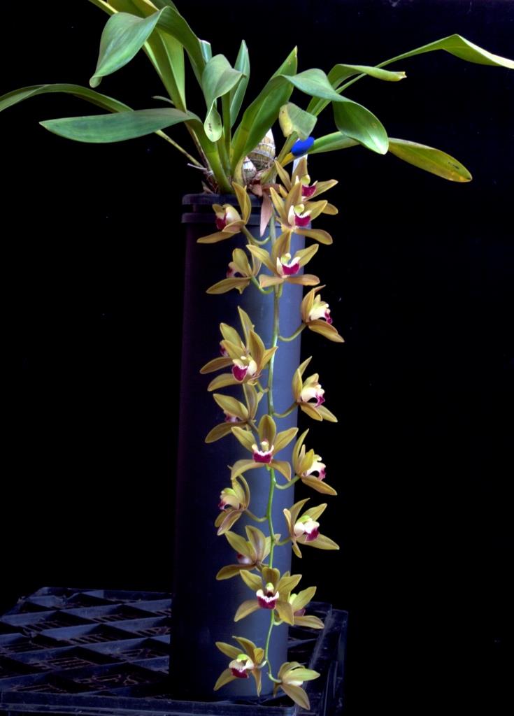 Cymbidium Langleyensis - photo 2