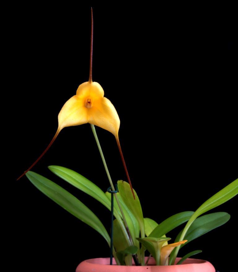 Masd Zoe 'Thea's Sister'