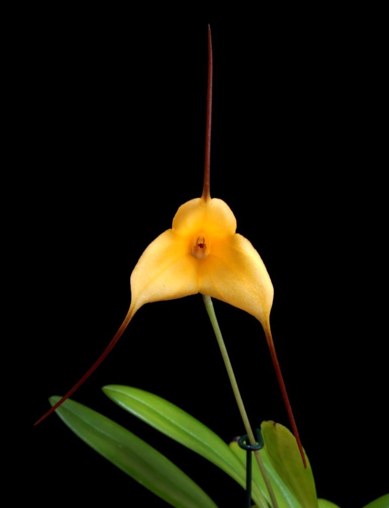 Masdevallia Zoe 'Thea's Sister' - photo 2