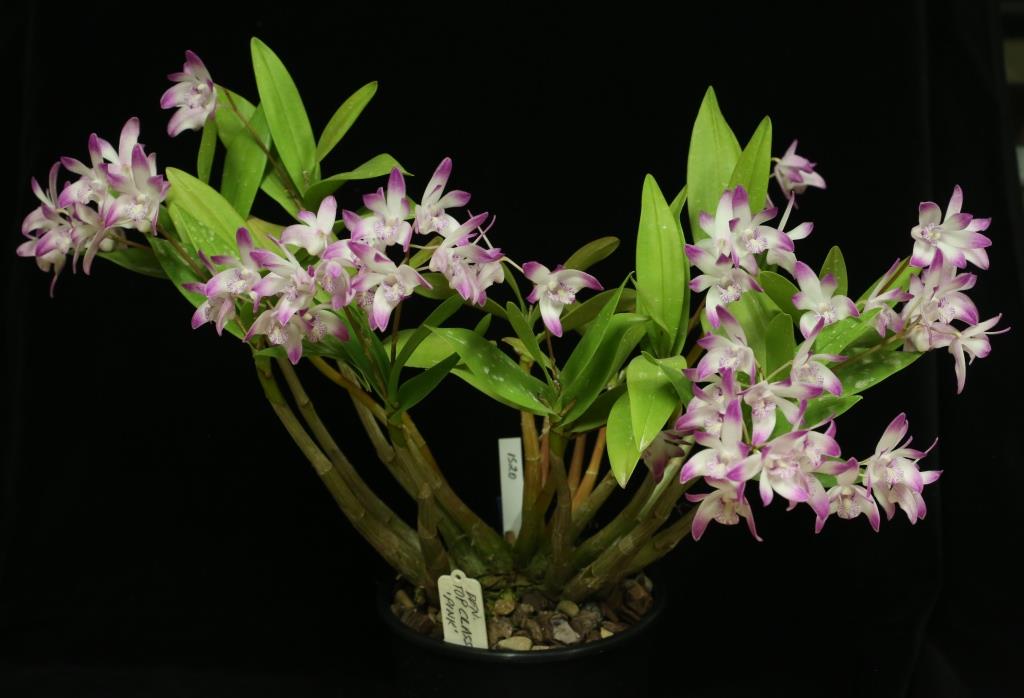 Dendrobium Top Class - photo 2